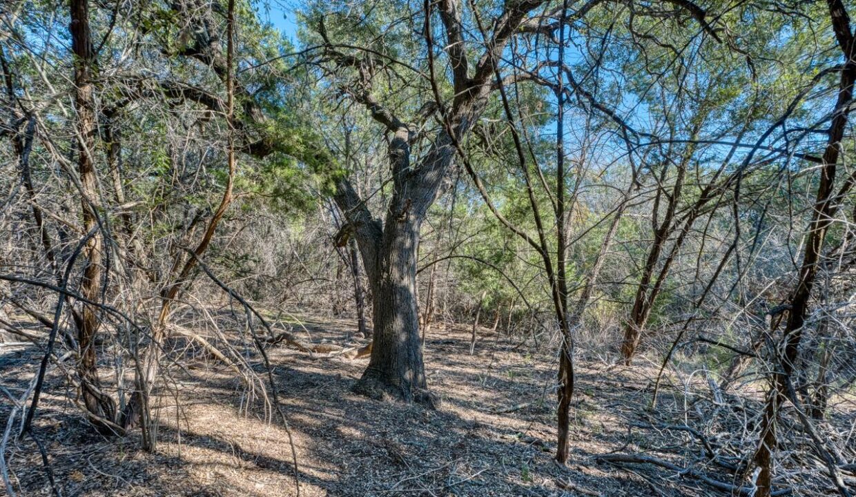 Firefly-Ranch_Bell-County-Acerage_Property17