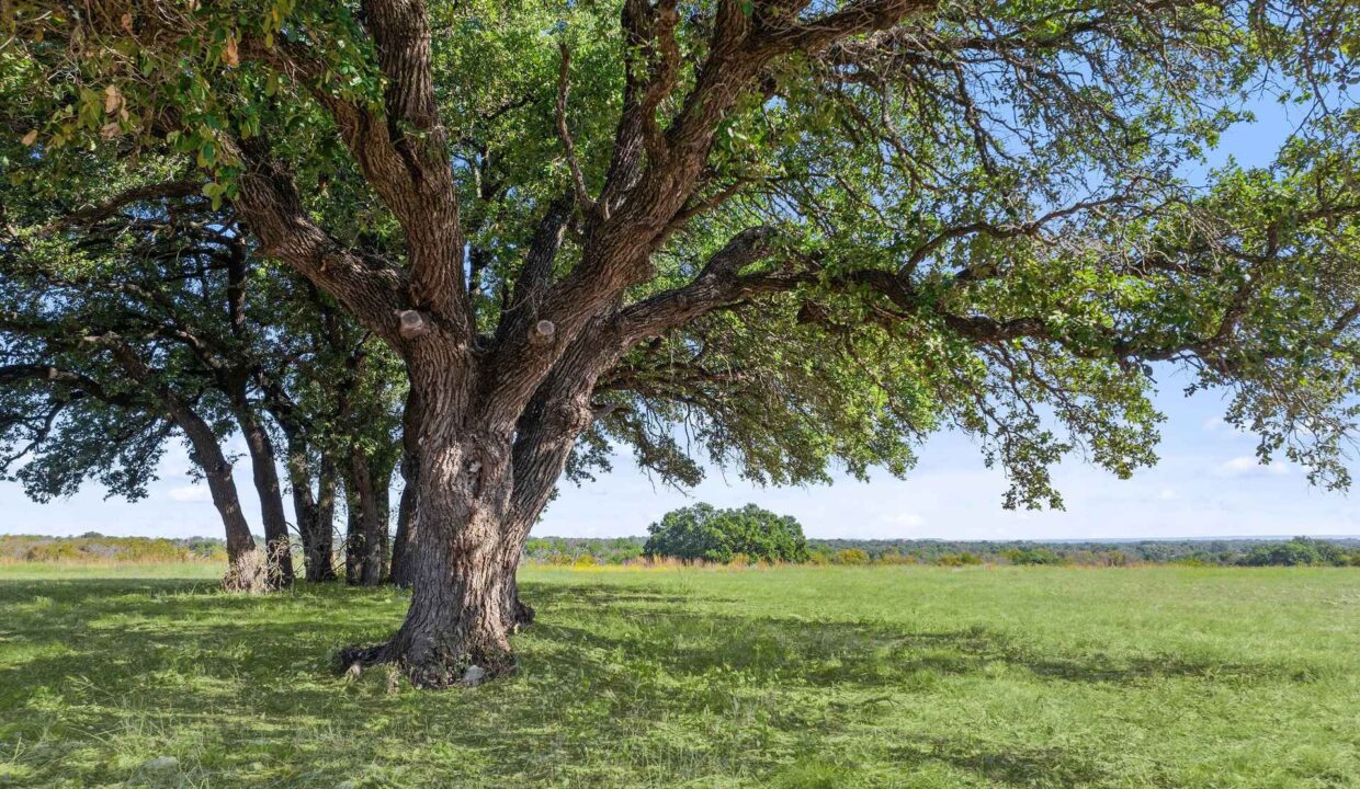 Large oak trees with leafy green canopies stand in a row on a sunlit grassy field, with more trees and a clear blue sky visible in the background.