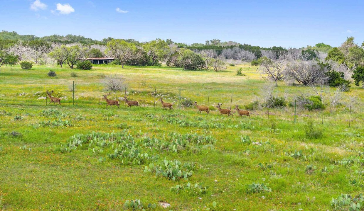 Underwood_Ranch-Lampasas County-Ranch_House-Exterior-Wildlife_Property1