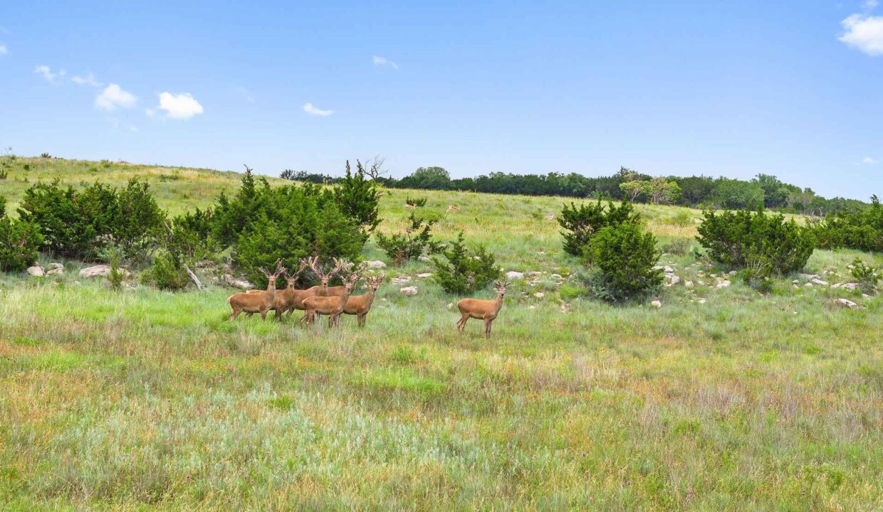 Underwood_Ranch-Lampasas County-Ranch_House-Exterior-Wildlife_Property2