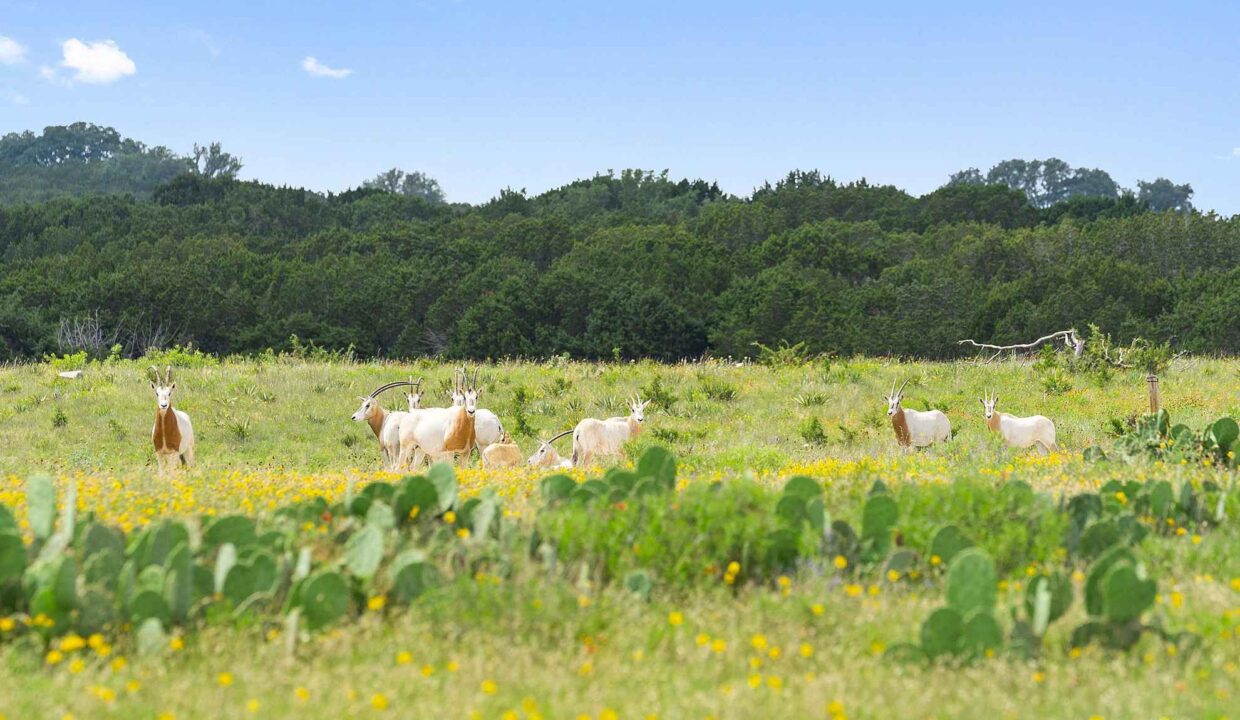 Underwood_Ranch-Lampasas County-Ranch_House-Exterior-Wildlife_Property5