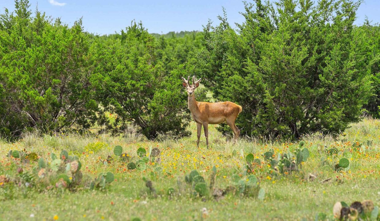 Underwood_Ranch-Lampasas County-Ranch_House-Exterior-Wildlife_Property7
