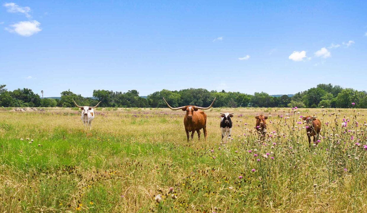 Underwood_Ranch-Lampasas County-Ranch_House-Exterior-Wildlife_Property8