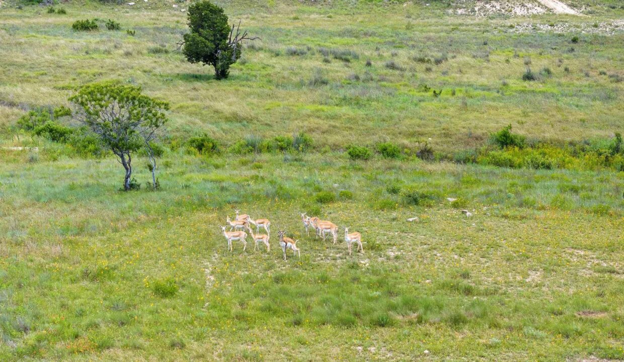 Underwood_Ranch-Lampasas County-Ranch_House-Exterior-Wildlife_Property9