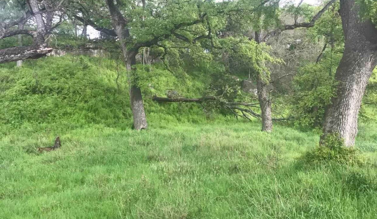 A lush, green landscape with tall grass, leafy trees, and a fallen tree branch in the background under a cloudy sky. The scene looks peaceful and natural.