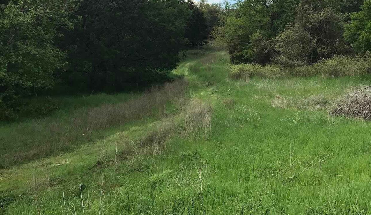 A grassy path winds through a lush, green meadow bordered by dense trees under a partly cloudy sky.