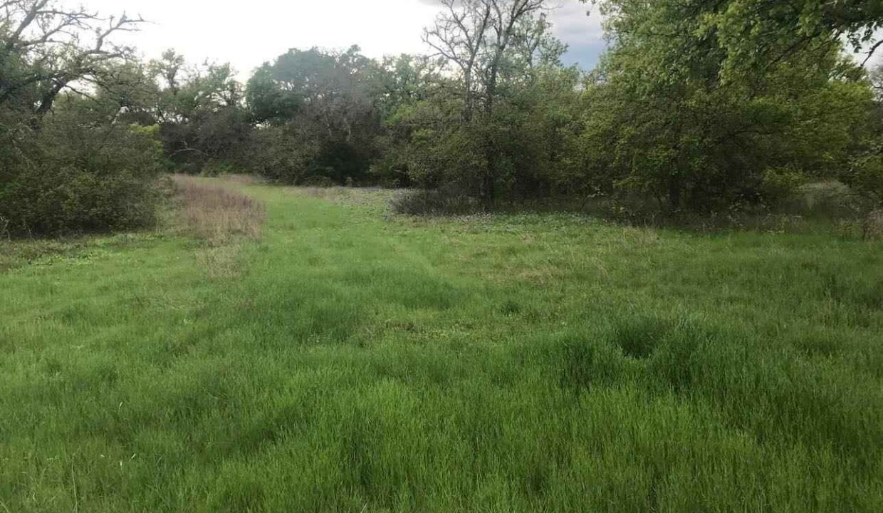 A grassy clearing bordered by trees and shrubs under a cloudy sky, with a blend of green and brown vegetation suggesting early spring or late fall.