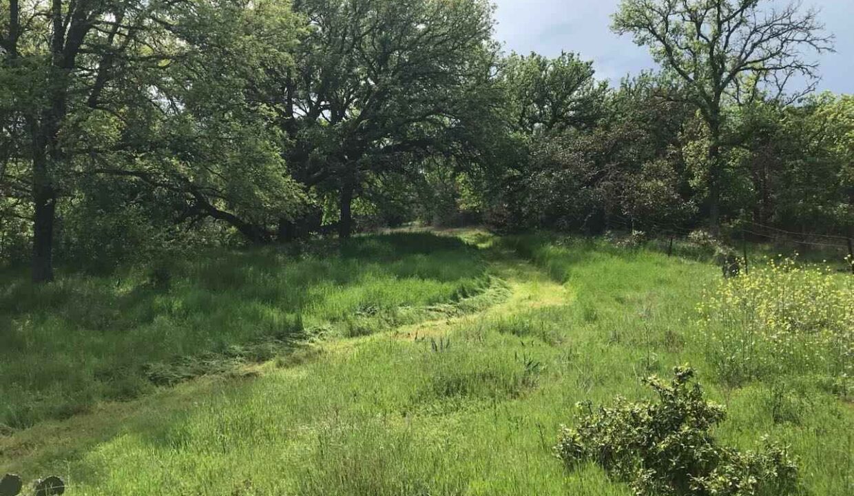 A grassy clearing with a narrow mowed path winds through tall green grass, surrounded by large leafy trees under a partly cloudy sky.